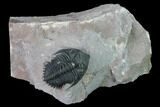 Metacanthina Trilobite - Lghaft, Morocco #163890-1